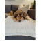 tentree Organic Cotton Cable Blanket